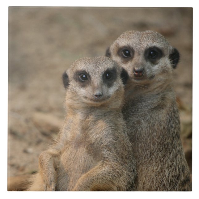 Meerkat 067 tile (Front)