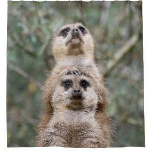 Meerkat 081