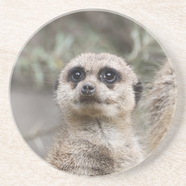 Meerkat 082 coaster (Front)