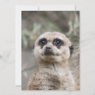Meerkat 082 holiday card