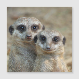 Meerkat 085