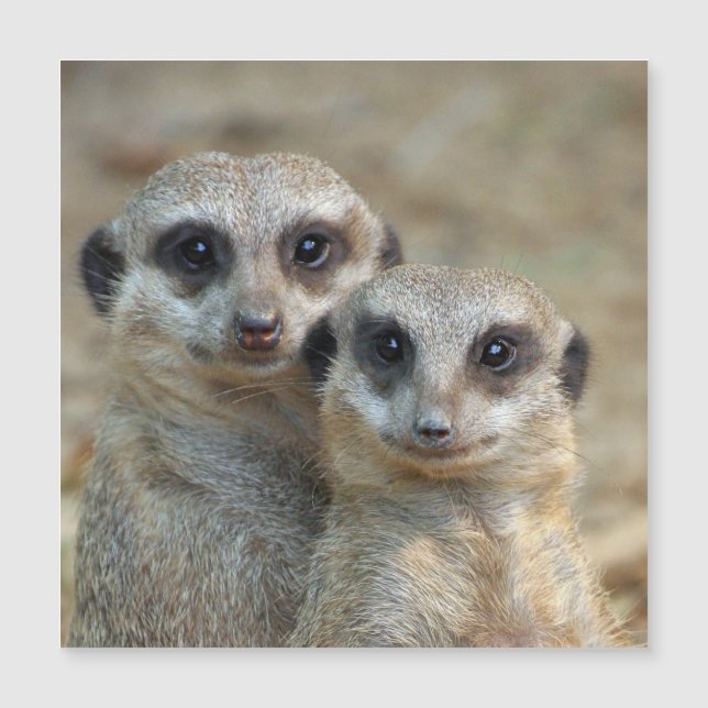 Meerkat 085 (Front)