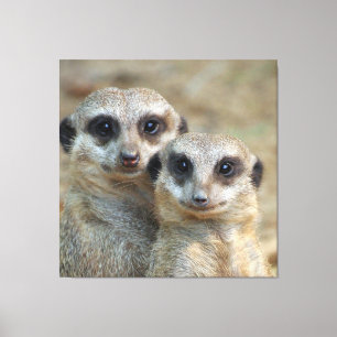 Meerkat 085 canvas print