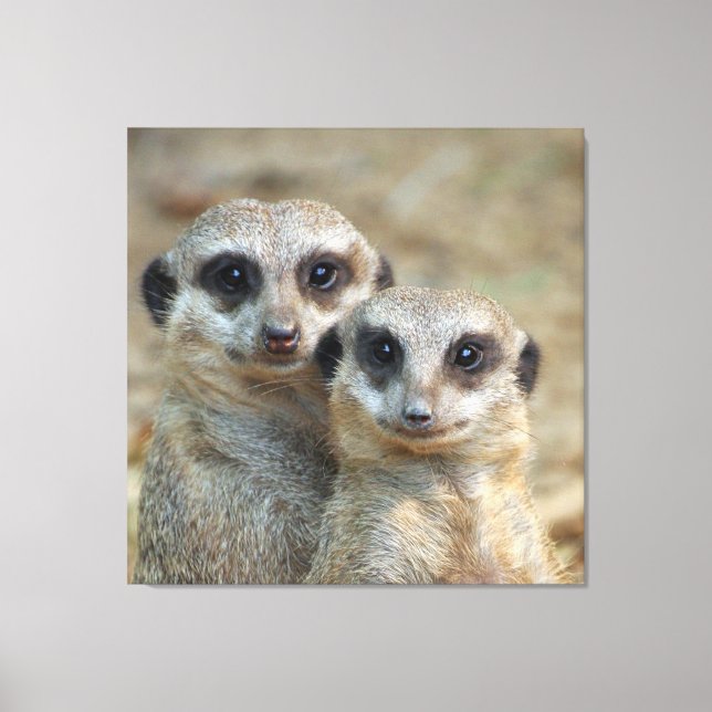 Meerkat 085 canvas print (Front)