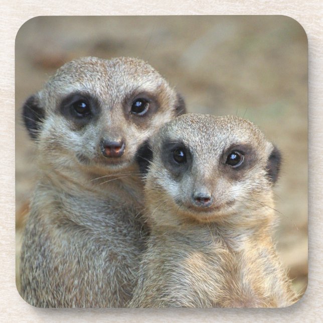 Meerkat 085 coaster (Front)
