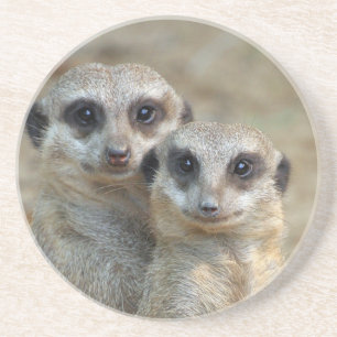 Meerkat 085 coaster