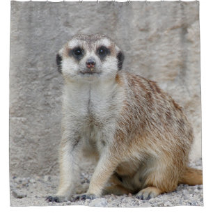 Meerkat 134