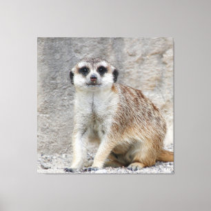 Meerkat 134 canvas print
