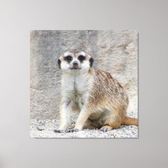 Meerkat 134 canvas print (Front)