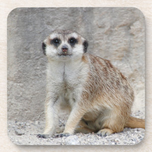 Meerkat 134 coaster