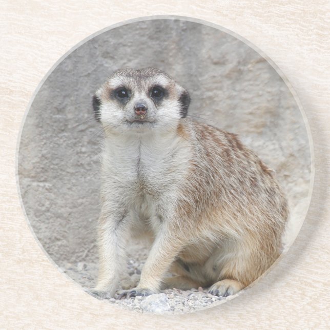 Meerkat 134 coaster (Front)