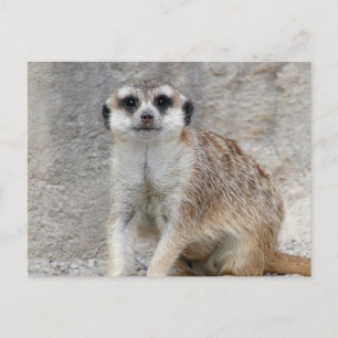 Meerkat 134 postcard