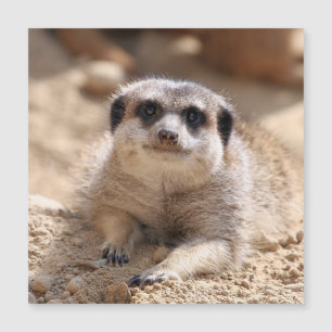 Meerkat 174
