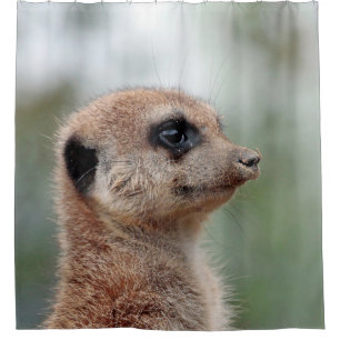 Meerkat 180