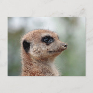 Meerkat 180 postcard