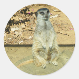 Meerkat #1 Stickers