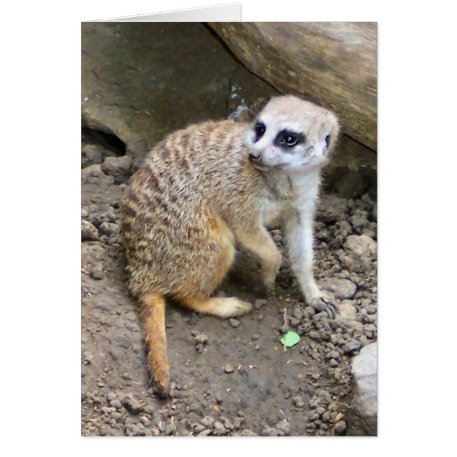 Meerkat #2 (Front)