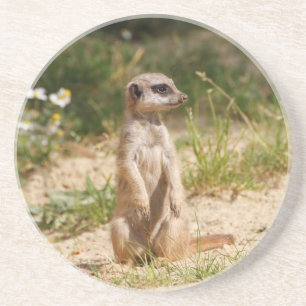 Meerkat 2014-0901 coaster