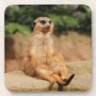 Meerkat_2015_0110 Coaster