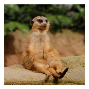 Meerkat_2015_0110 Poster