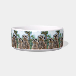 Meerkat_2015_0410 Bowl