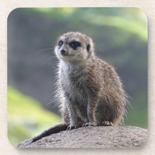Meerkat_20171101_by_JAMFoto Coaster