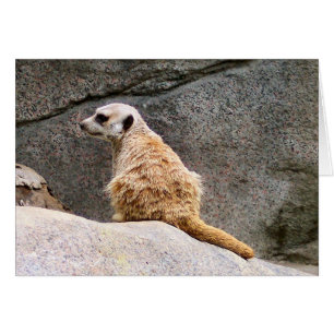 Meerkat #3