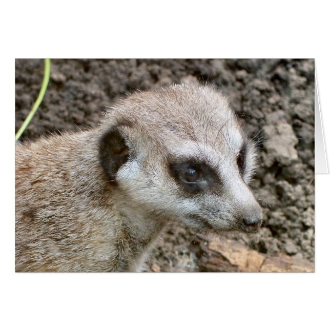Meerkat #5 (Front Horizontal)