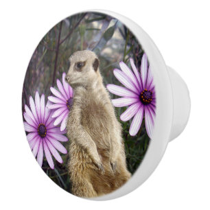 Meerkat And Daisies, Ceramic Knob