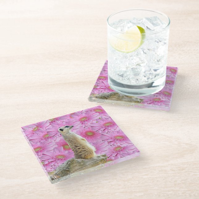 Meerkat And Pink Gerbera Flowers, Glass Coaster (Angled)