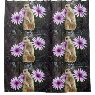 Meerkat And Purple Daisies,