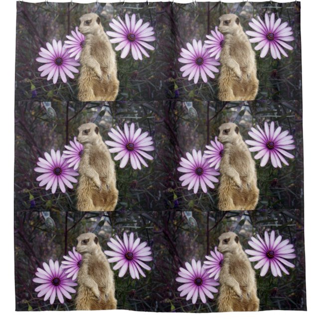 Meerkat And Purple Daisies, (Front)