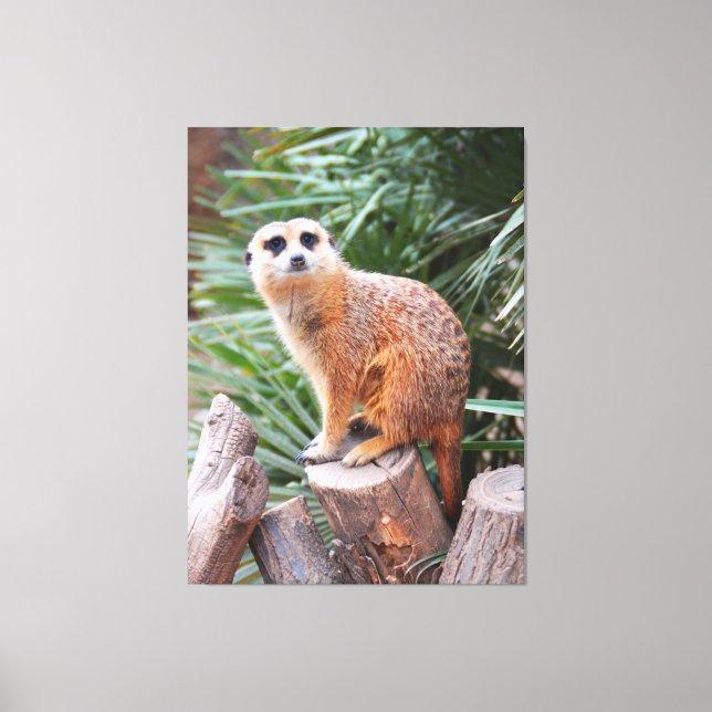 Meerkat animal canvas print (Front)