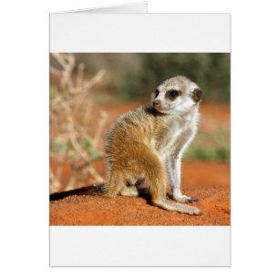 Meerkat Animal Safari Africa Cute Suricate