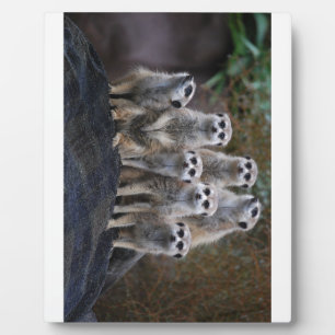 Meerkat Animal Safari Africa Cute Suricate Plaque