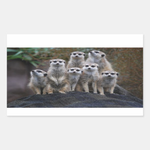 Meerkat Animal Safari Africa Cute Suricate Sticker