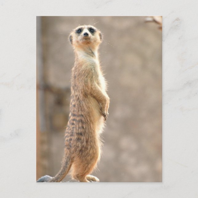 Meerkat at Attention Postcard (Front)