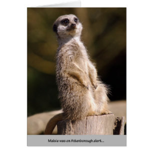 Meerkat Attenborough Alert