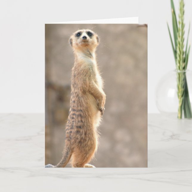 Meerkat Attention Greeting Card (Front)