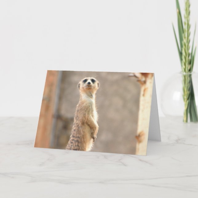 Meerkat Attention Greeting Card (Front)