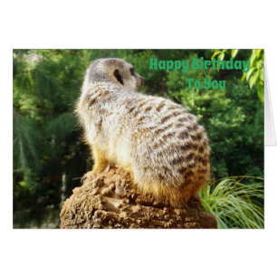 Meerkat Avec Une Vue Élevée Des Souhaits D'Anniver