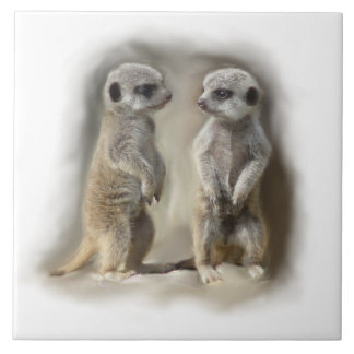 meerkat babies tile