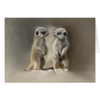 Meerkat baby twins