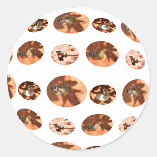 Meerkat Ball Shape, Round Sticker