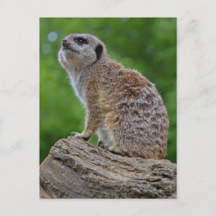 Meerkat Bokeh Postcard