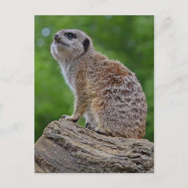 Meerkat Bokeh Postcard (Front)