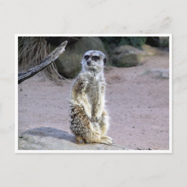 meerkat branch postcard (Front)