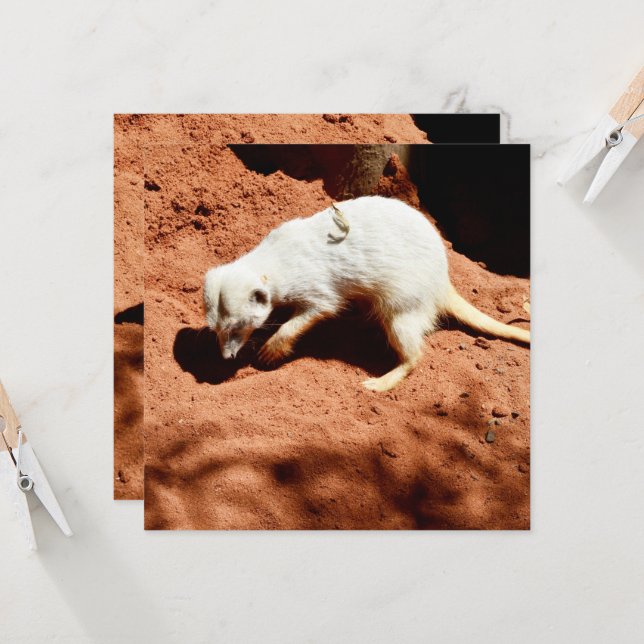 Meerkat Bug Eliminator, Reversible Flat Card (Front/Back In Situ)