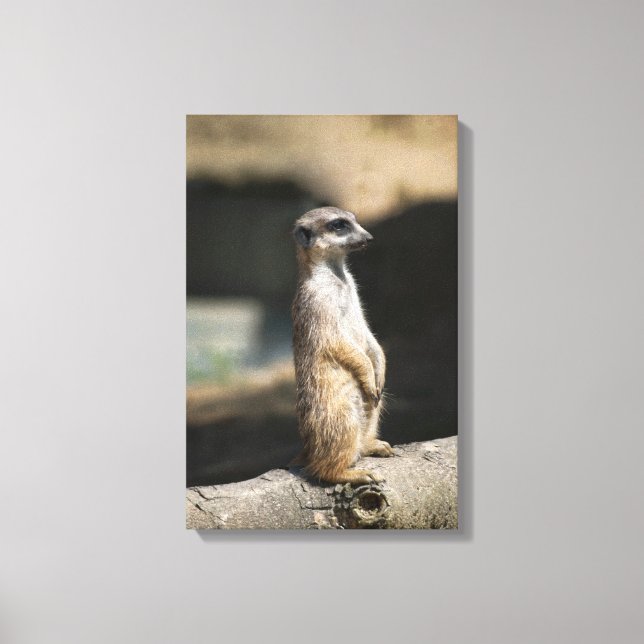 Meerkat Canvas Print (Front)