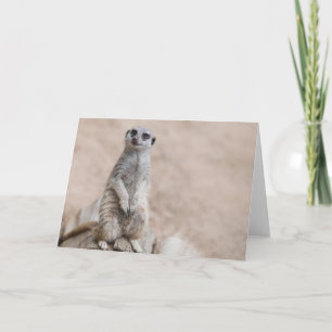 Meerkat Card